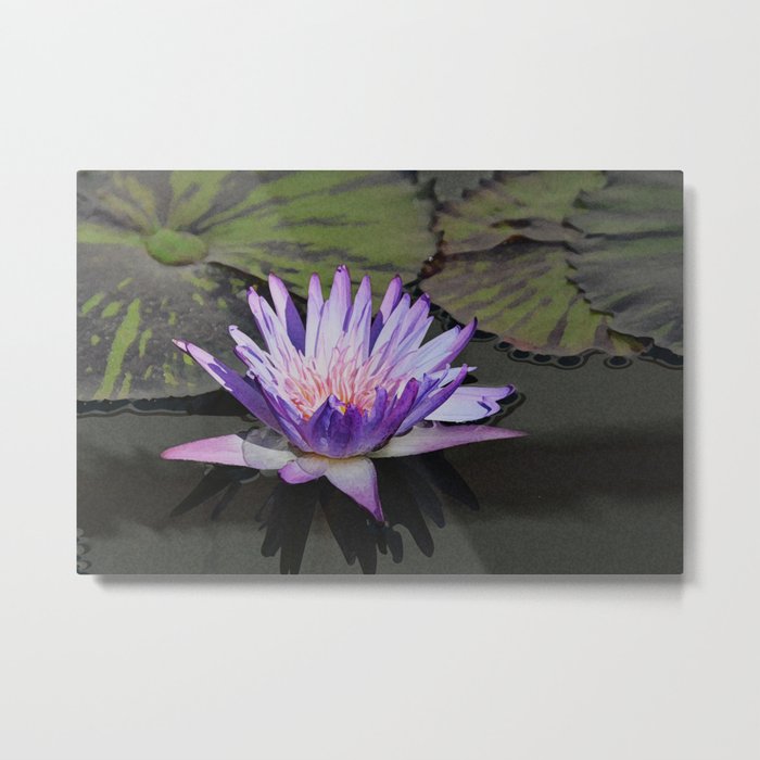 Lotus flower  Metal Print