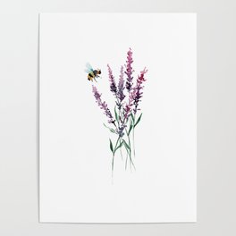 Lavender and Bee Poster