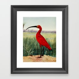 The Scarlet Ibis Framed Art Print