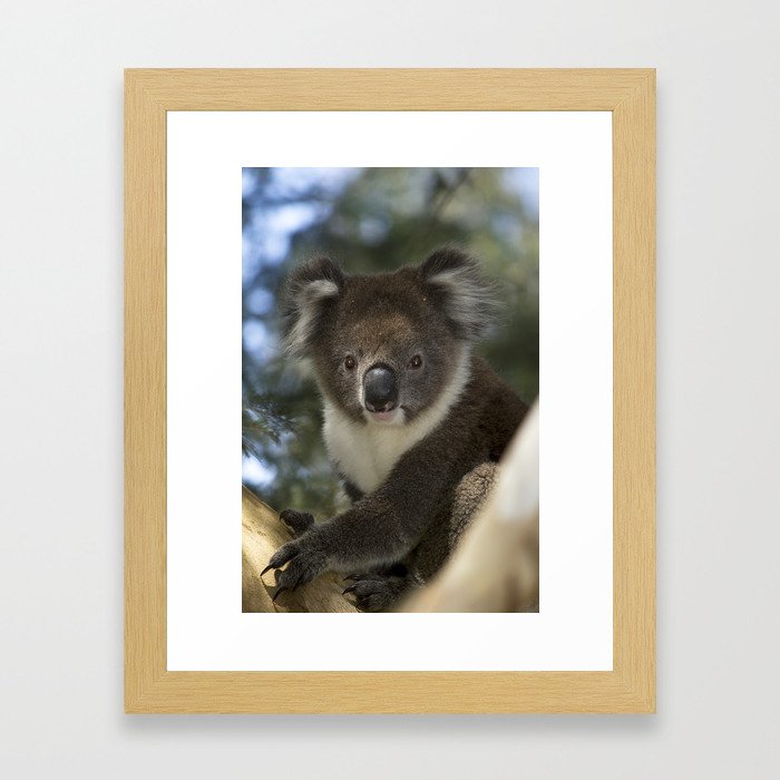Koala Dear Framed Art Print