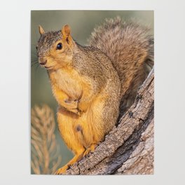 Squirrel On A Tree Trunk  Poster