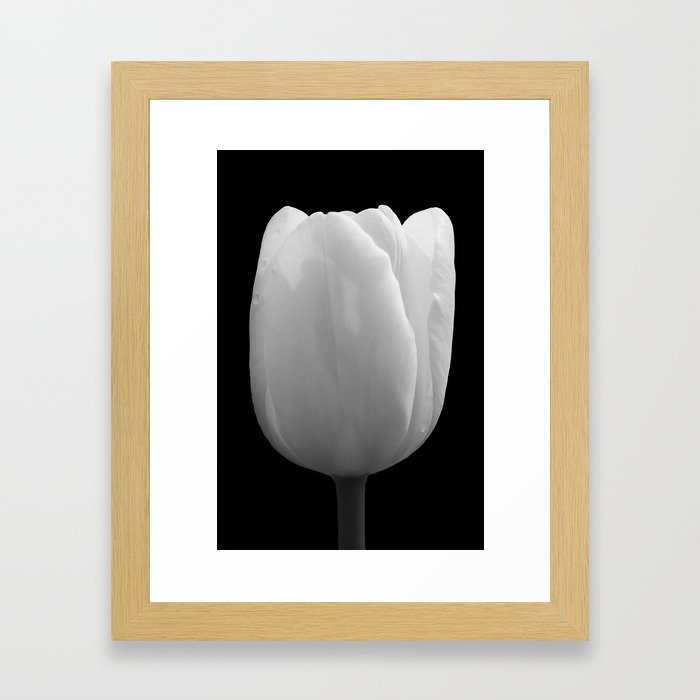 White Tulip Framed Art Print