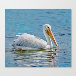 White Pelican Reflection Canvas Print