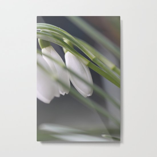 Schneeglöckchen Metal Print