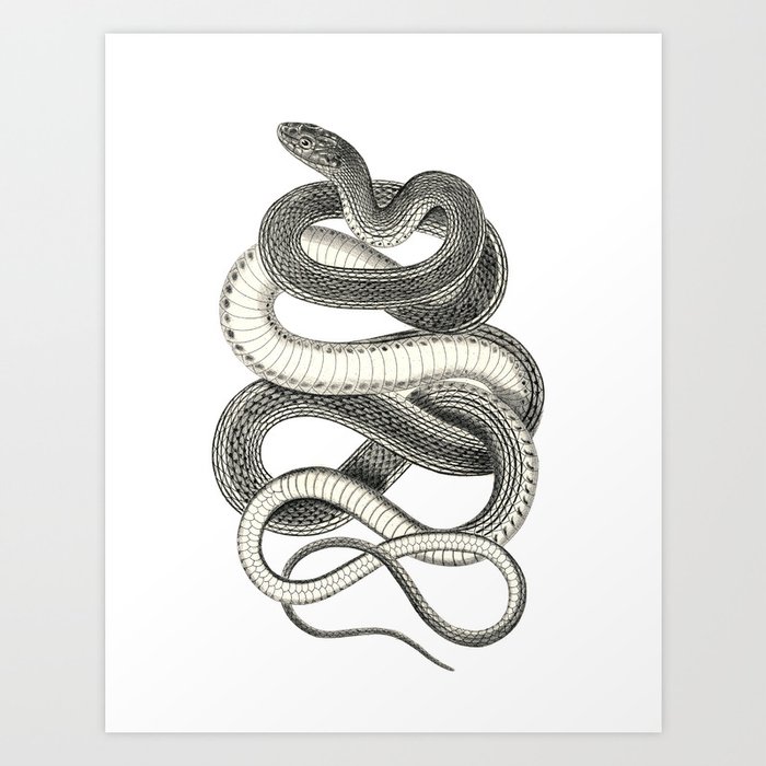 snake vintage style print serpent black and white 1800's Art Print by  Luxorama