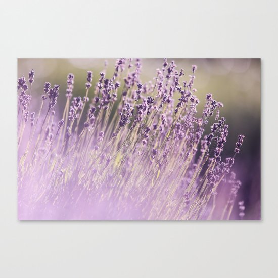 Spring Purple II Canvas Print
