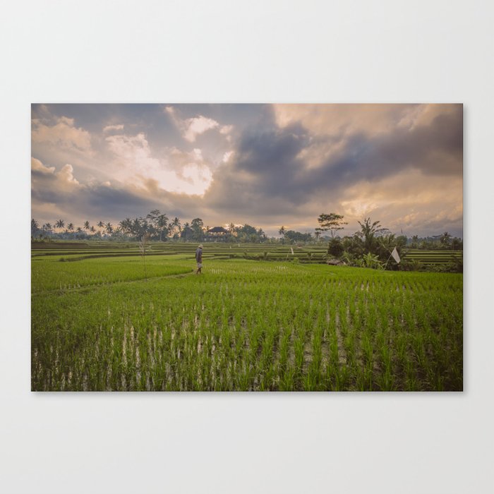 Bali rice field Canvas Print