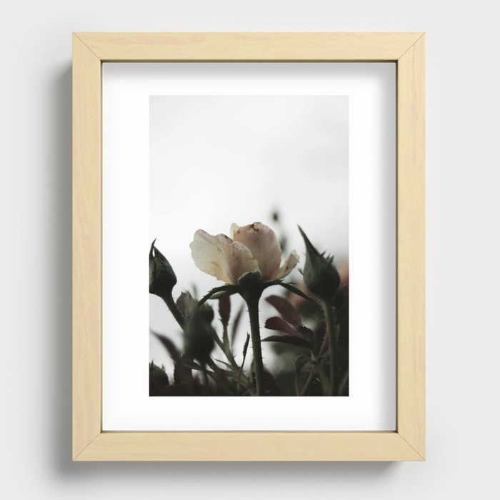 Lone Rose Recessed Framed Print