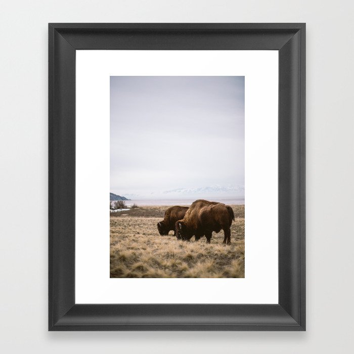 Bison Ridicule Framed Art Print