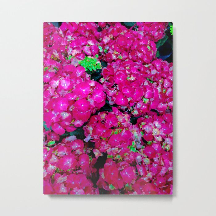 Hot Pink Hydrangeas, Nature Photography Metal Print