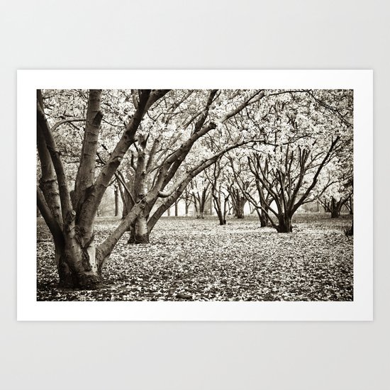 Magnolias in Black & White Art Print