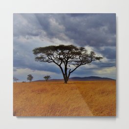 South Africa Photography - Acacias In The South African Savannah Metal Print