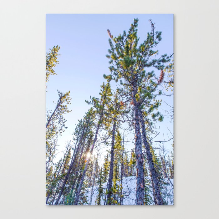 Sunset in the forest Canvas Print