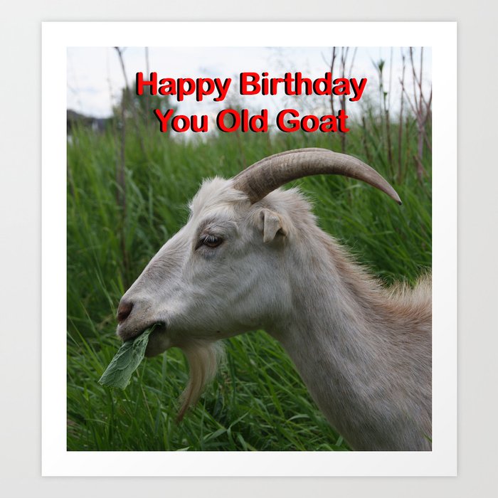 Happy Birthday You Old Goat Art Print