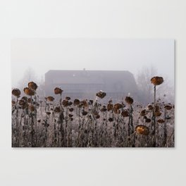 Winter Sunflowers Canvas Print