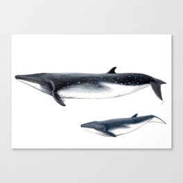 Bryde´s whale and baby whale Canvas Print