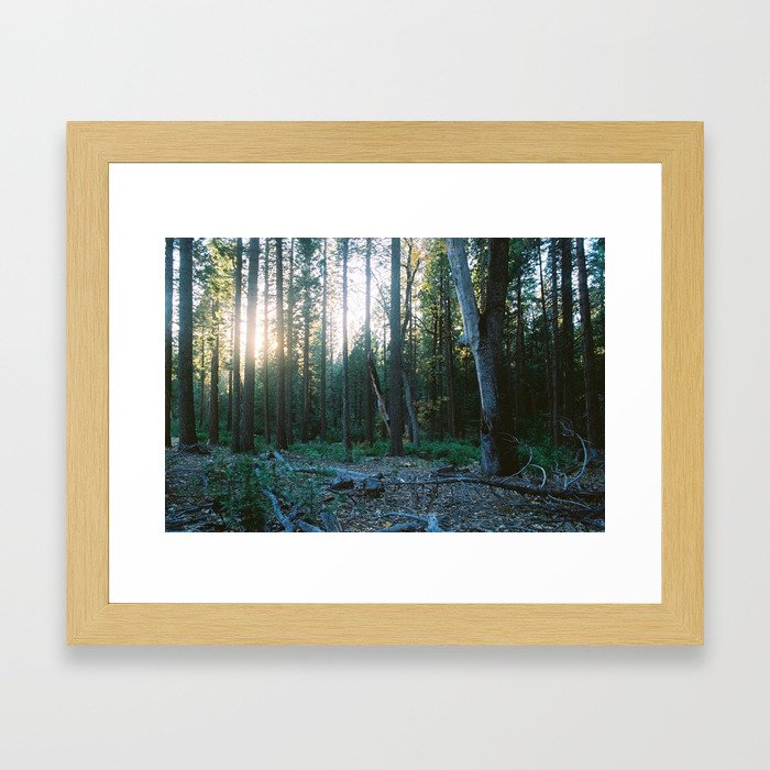 SUNSET FOREST Framed Art Print