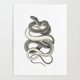 snake vintage style print serpent black and white 1800's Poster