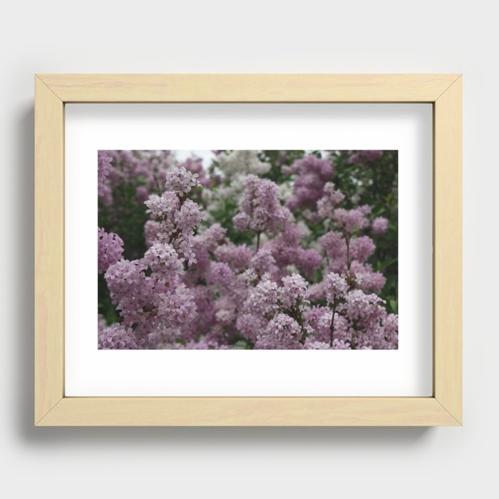 Spring Lilacs #1 Recessed Framed Print