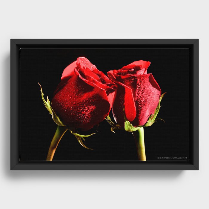 Two Roses Framed Canvas