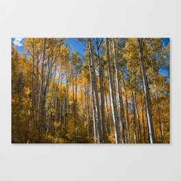 Colorado Fall Aspens (Horizontal) Canvas Print