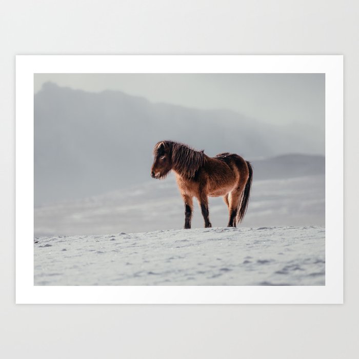Wild and Free Arctic Icelandic Horse Art Print