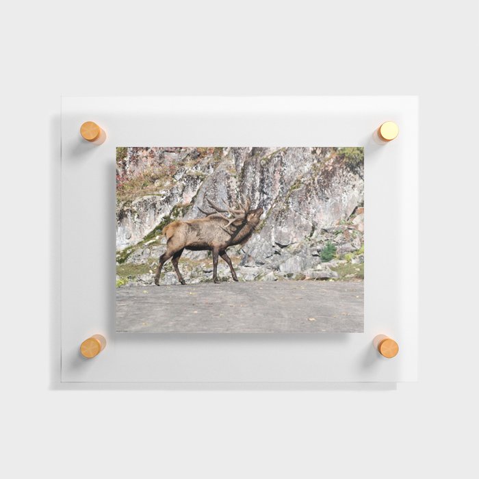 Wapiti Bugling: Bull Elk Floating Acrylic Print