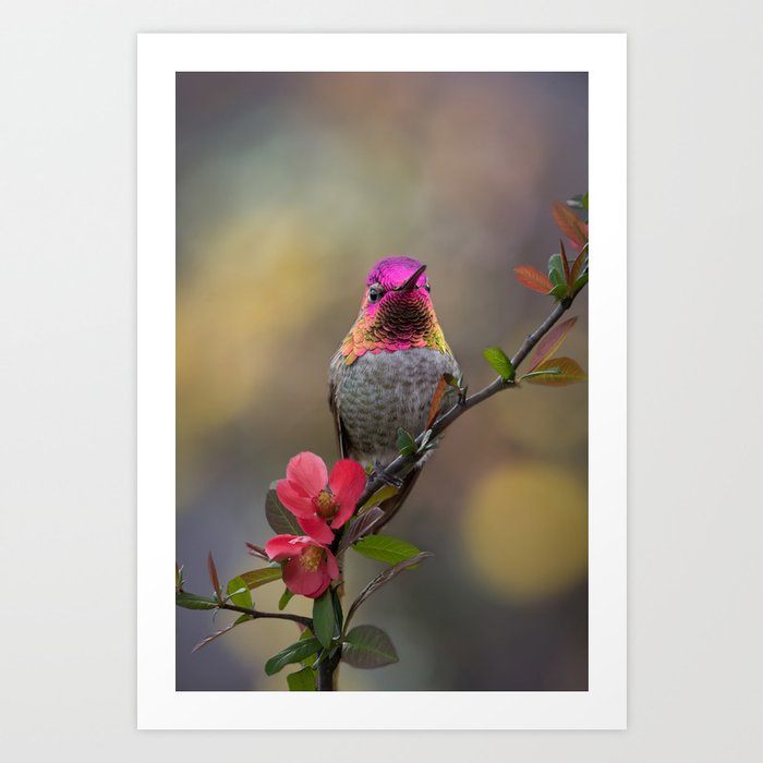 Anna's Hummingbird Springtime blooms Art Print