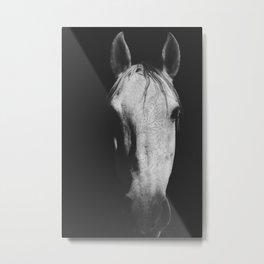 Horse Photography - White Horse - Shadow Tattoo - Bohemian - Wild Horses - Animal photography Metal Print | White Horse, Shadow, Ingz, Horse Portrait, Boho Horse, Equestrian, Horses, Photo, Tattoo, Icelandic Horse 