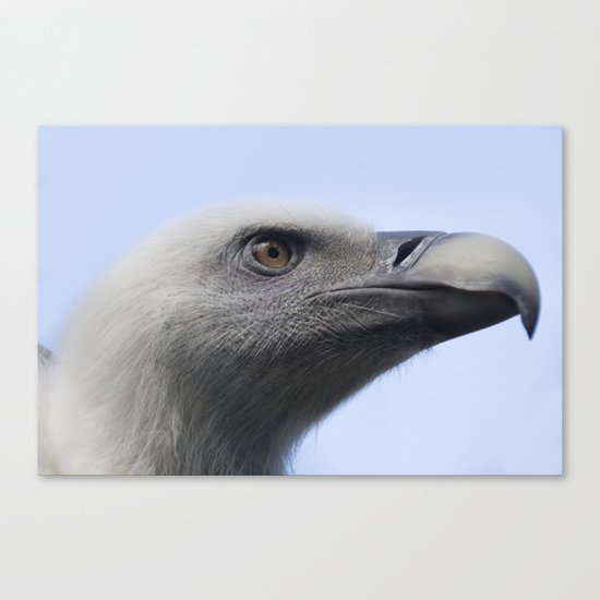 Headshot of young Griffon vulture, Gyps fulvus II Canvas Print