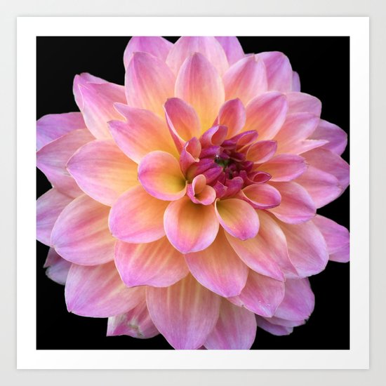 Dahlia in Bloom Art Print
