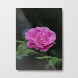 pretty in pink - single wild rose with dark background Metal Print | Prettyrose, Pinkrose, Pinkfloral, Botanical, Summerflower, Digital, Beautifulflower, Photo, Pinkwildrose, Rosephoto 