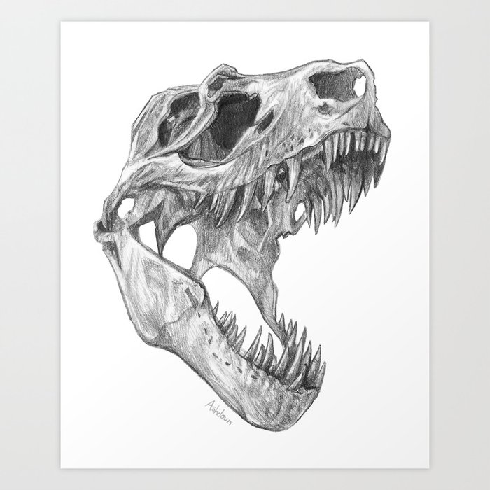 tyrannosaurus rex skull drawing