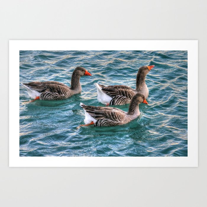 Cute three geese birds swimming in the pond on a beautiful summer day Art Print