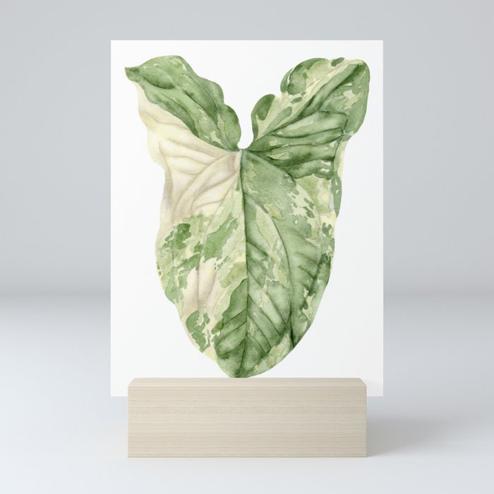 Syngonium Albo Variegata Watercolor Leaf Painting Mini Art Print