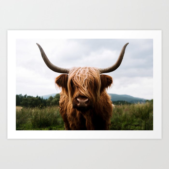 Scottish Highland Cattle Portrait Art Print