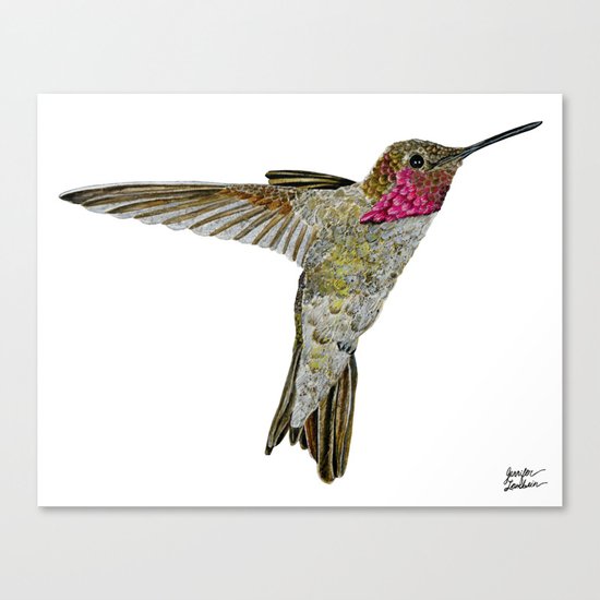 Hummingbird Ayre Canvas Print
