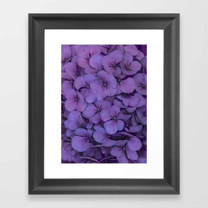 Purple hydrangea Framed Art Print