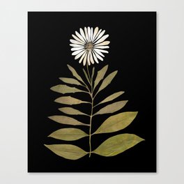Beautiful real pressed white daisy herbarium  Canvas Print