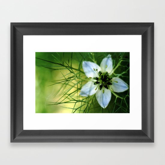Love In A Mist Framed Art Print