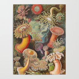 Ernst Haeckel Sea Anemones Vintage Illustration Poster