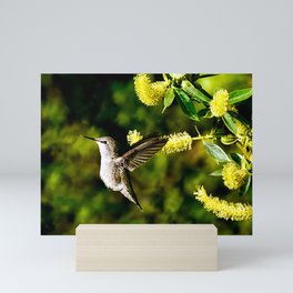 Anna's Hummingbird and Blossoms Mini Art Print