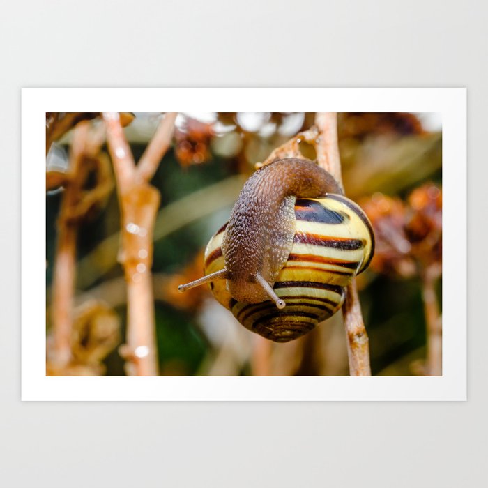 Snail Shell Inspection Photograph Art Print
