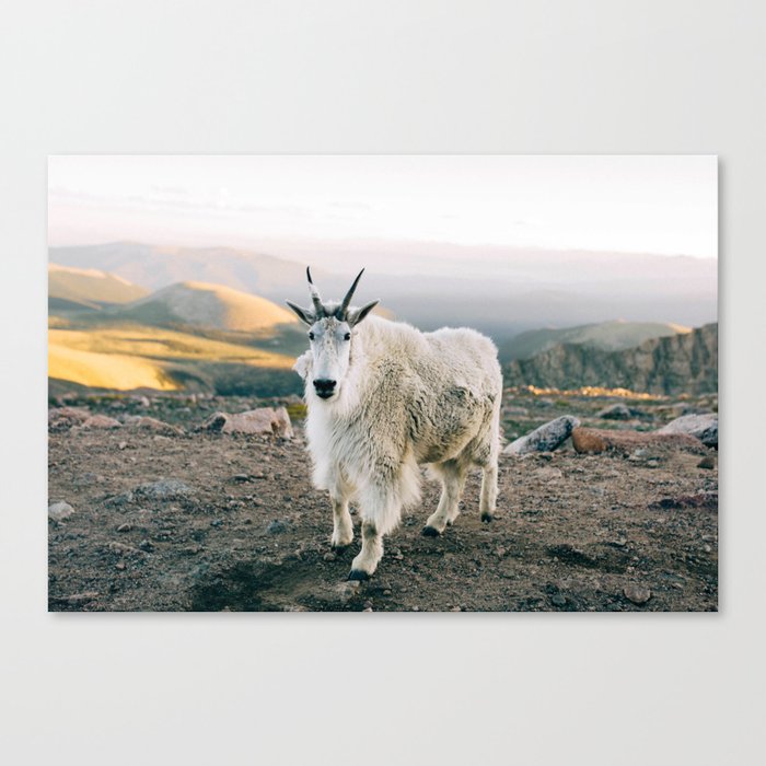 Rocky Mountain Goat Canvas Print