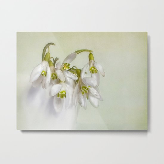snowdrops N°1 Metal Print