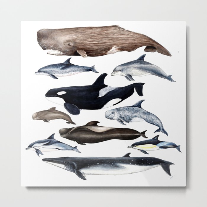 Atlantic whales, dolphins and orca Metal Print