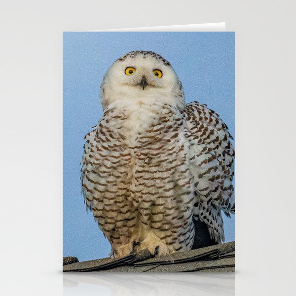 Snowy Owl Portrait Stationery Cards