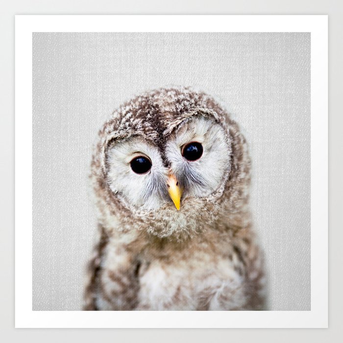 Baby Owl - Colorful Art Print