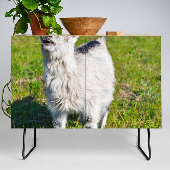 Crazy Funny Little Goat Looking Somewhere  Credenza