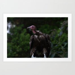Vulture - Charity Proceeds Art Print